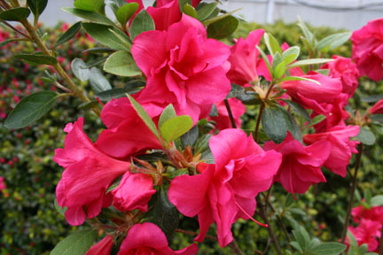Evergreen Azalea Christina