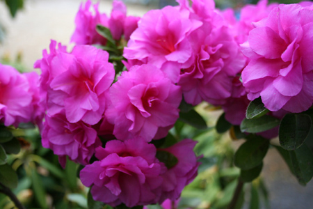 Evergreen Azalea Happy Days