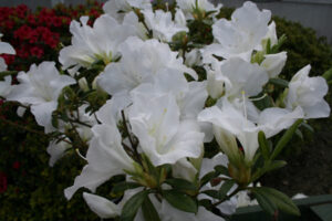 Evergreen Azalea Whitehouse