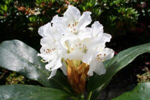 Cunningham’s White