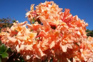 Deciduous Azalea Barbecue