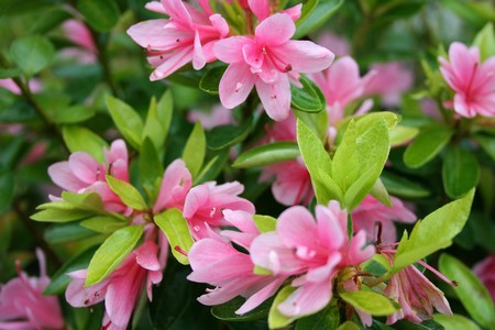 Evergreen Azalea Kirin