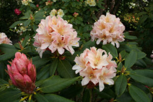 Hinoki Standardised – priced from $140