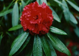 R.arboreum ‘Kermesinum’