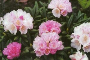 R.yakushimanum Standardised – priced from $140.00