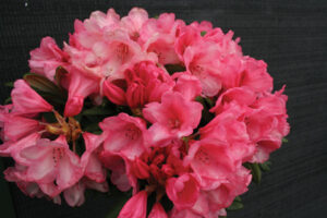 Cupcake Standardised – priced from $150.00