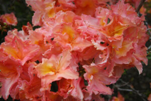 Deciduous Azalea Almond Icing