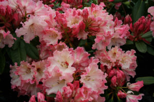 Lem’s Cameo Standardised – priced from $140.00