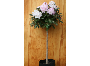 Ken Janeck Standardised – priced from $170.00