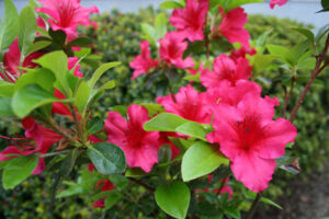 Evergreen Azalea Girard’s Crimson