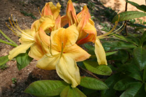 Deciduous Azalea Sun Chariot