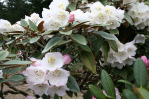 R.pachysanthum Standardised – priced from 140.00