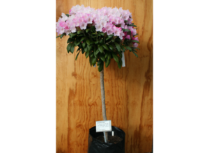 Crete Standardised – priced from $170.00