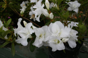 Evergreen Azalea Vespers