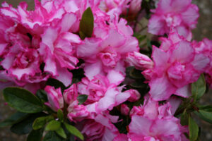 Evergreen Azalea Anniversary Joy