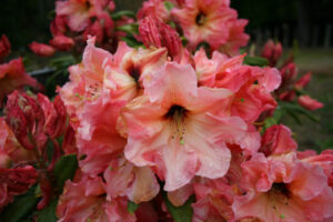 Twice As Nice Advanced Grade plus – 1.3m now