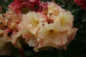 Winnie Hayes Standardised Priced from $150.00