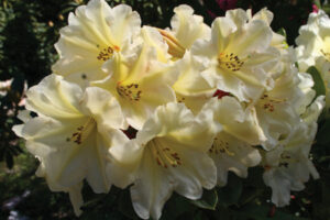 Rockhill Ivory Ruffles