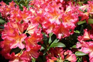 Golden Gate Standardised- Priced from $150.00