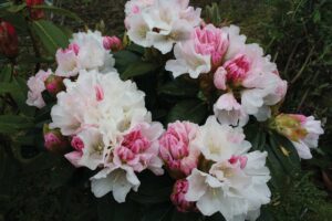 Snow Kist Standardised – Priced from $150.00