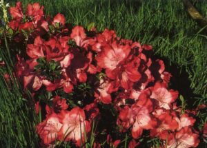 Evergreen Azalea Fascination