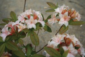 Deciduous Azalea Shanty