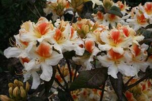 Glory of Littleworth