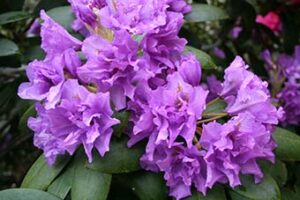 Fastuosum Flore Pleno