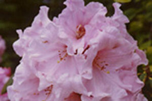 Charlotte de Rothschild