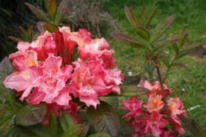 Deciduous Azalea Caroline de Rothschild