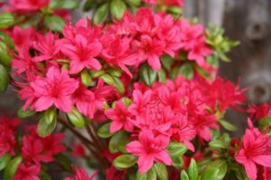 Evergreen Azalea Hinode Giri