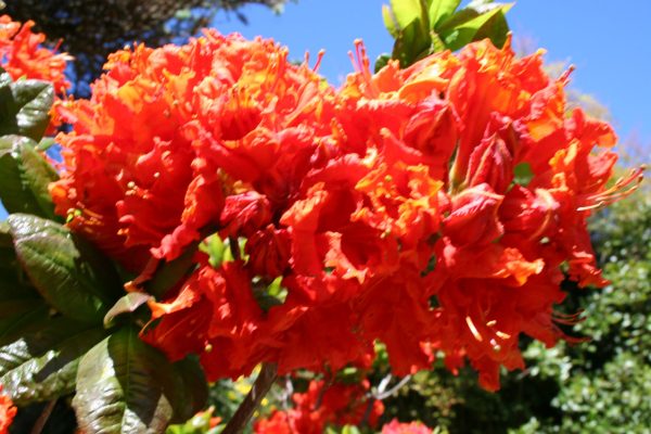 Deciduous Azalea Brazil