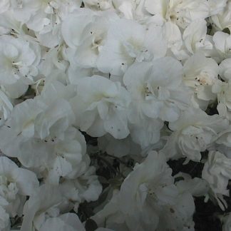 Evergreen Azalea Hardy Gardenia