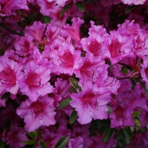 Evergreen Azalea Purple Splendor