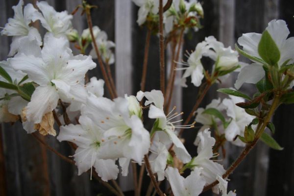 Evergreen Azalea Georgia Giant
