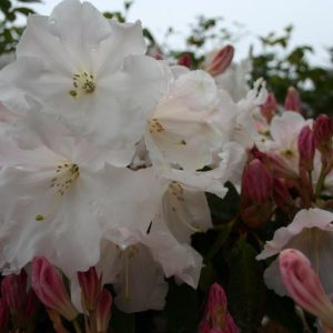 Loderi Horsham Advanced Grade 6yr Plus - From 1.6m now