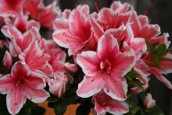 Evergreen Azalea Mrs Kint