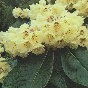 R.macabeanum Advanced Grade 5yr Plus - From .6m now