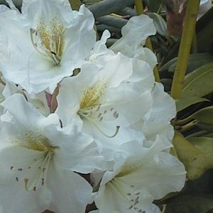 County of York Advanced Grade 6yr plus - from 1.2m now