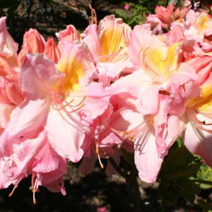 Deciduous Azalea Citroen Advanced Grade 5yr