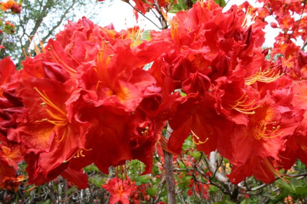 Deciduous Azalea Fireball Advanced Grade 5yr - 1m now
