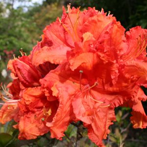 Deciduous Azalea Copper Frills Advanced Grade 5yr