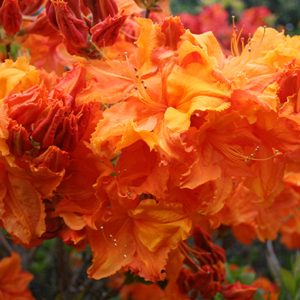 Deciduous Azalea Giant Orange Advanced Grade 5yr - .9m