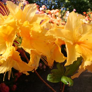Deciduous Azalea Glow