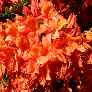 Deciduous Azalea Ilam Ming