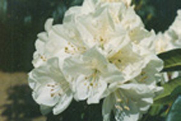 Helene Schiffner - Image 2