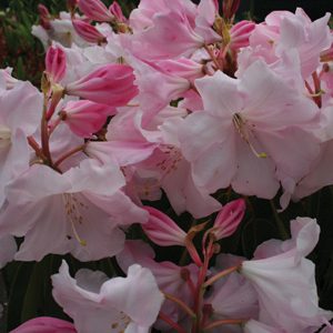 Loderi Venus Advanced Grade 5yr - 1m now